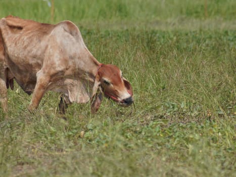 Native Thai cows in the countryside grasslands. Cows eat grass naturally.