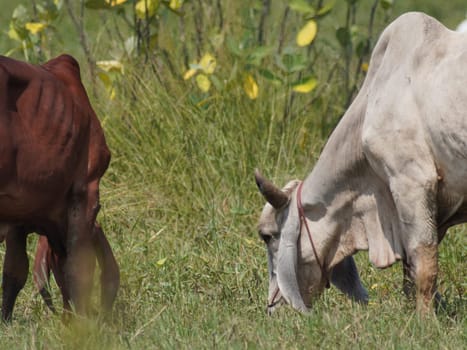 Native Thai cows in the countryside grasslands. Cows eat grass naturally.