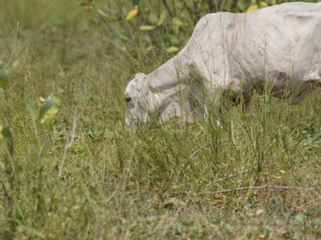 Native Thai cows in the countryside grasslands. Cows eat grass naturally.