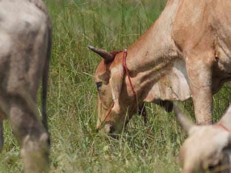 Native Thai cows in the countryside grasslands. Cows eat grass naturally.