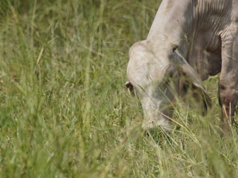 Native Thai cows in the countryside grasslands. Cows eat grass naturally.