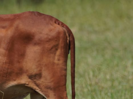 Native Thai cows in the countryside grasslands. Cows eat grass naturally.