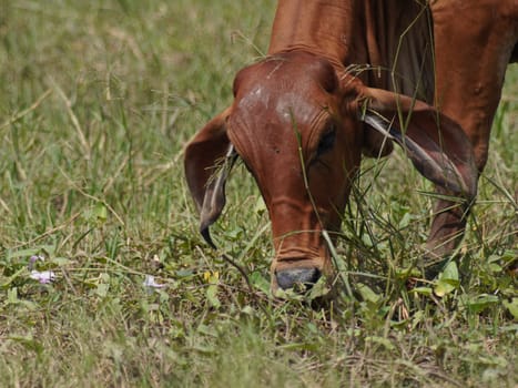 Native Thai cows in the countryside grasslands. Cows eat grass naturally.