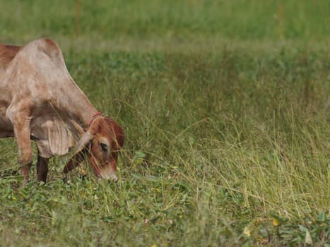 Native Thai cows in the countryside grasslands. Cows eat grass naturally.