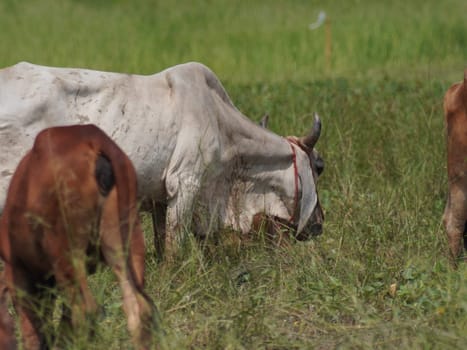 Native Thai cows in the countryside grasslands. Cows eat grass naturally.