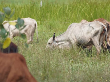 Native Thai cows in the countryside grasslands. Cows eat grass naturally.