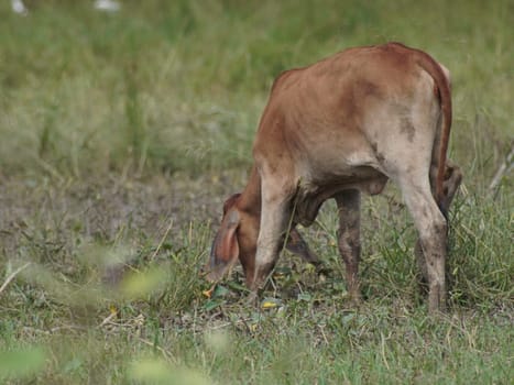 Native Thai cows in the countryside grasslands. Cows eat grass naturally.