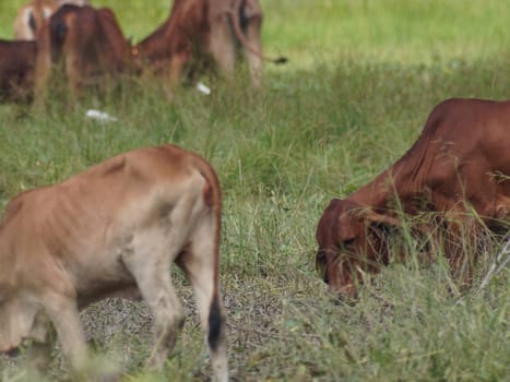 Native Thai cows in the countryside grasslands. Cows eat grass naturally.