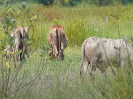 Native Thai cows in the countryside grasslands. Cows eat grass naturally.