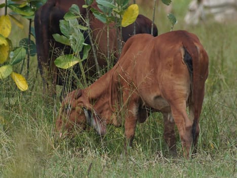 Native Thai cows in the countryside grasslands. Cows eat grass naturally.