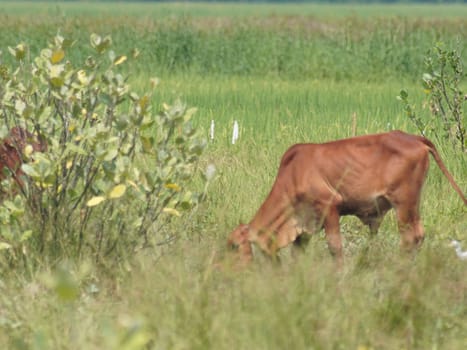 Native Thai cows in the countryside grasslands. Cows eat grass naturally.