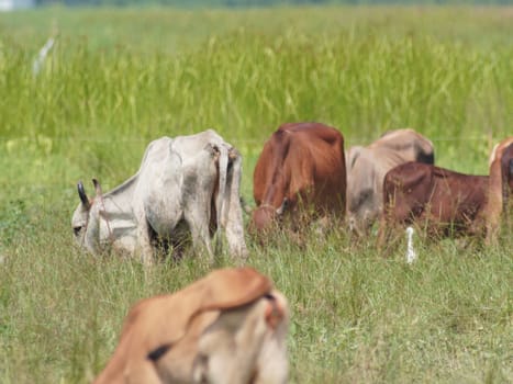 Native Thai cows in the countryside grasslands. Cows eat grass naturally.