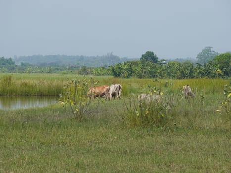 Native Thai cows in the countryside grasslands. Cows eat grass naturally.