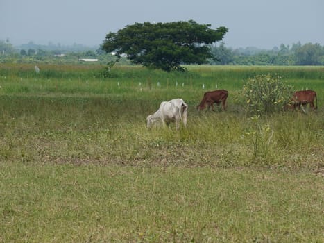 Native Thai cows in the countryside grasslands. Cows eat grass naturally.