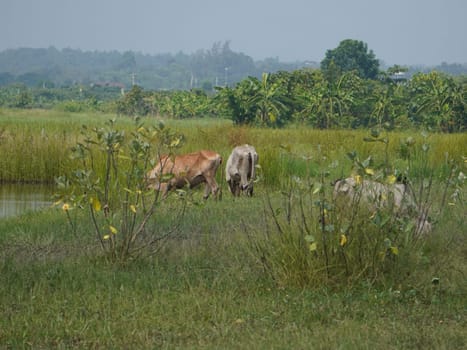 Native Thai cows in the countryside grasslands. Cows eat grass naturally.