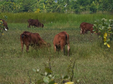 Native Thai cows in the countryside grasslands. Cows eat grass naturally.