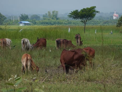 Native Thai cows in the countryside grasslands. Cows eat grass naturally.