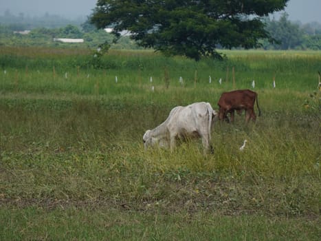 Native Thai cows in the countryside grasslands. Cows eat grass naturally.