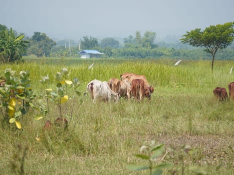 Native Thai cows in the countryside grasslands. Cows eat grass naturally.