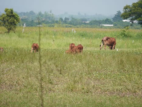 Native Thai cows in the countryside grasslands. Cows eat grass naturally.