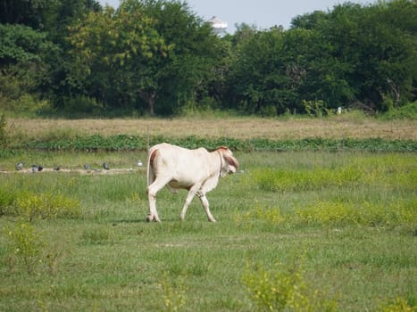 Native Thai cows in the countryside grasslands. Cows eat grass naturally.