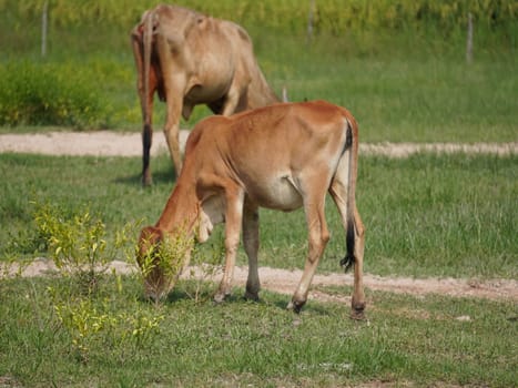 Native Thai cows in the countryside grasslands. Cows eat grass naturally.