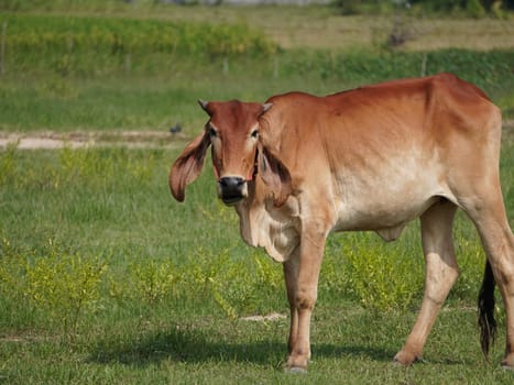 Native Thai cows in the countryside grasslands. Cows eat grass naturally.