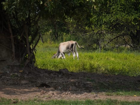 Native Thai cows in the countryside grasslands. Cows eat grass naturally.