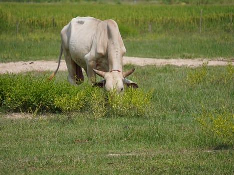 Native Thai cows in the countryside grasslands. Cows eat grass naturally.