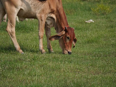 Native Thai cows in the countryside grasslands. Cows eat grass naturally.