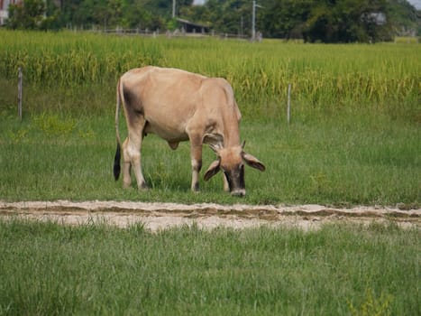 Native Thai cows in the countryside grasslands. Cows eat grass naturally.