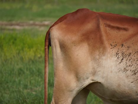 Native Thai cows in the countryside grasslands. Cows eat grass naturally.