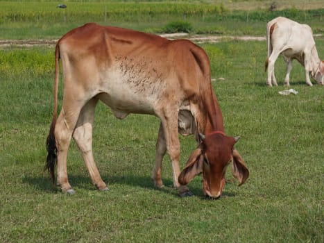 Native Thai cows in the countryside grasslands. Cows eat grass naturally.