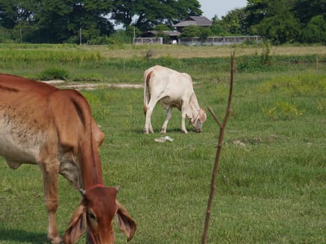 Native Thai cows in the countryside grasslands. Cows eat grass naturally.