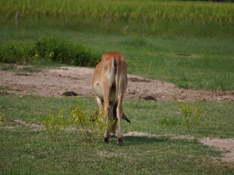 Native Thai cows in the countryside grasslands. Cows eat grass naturally.