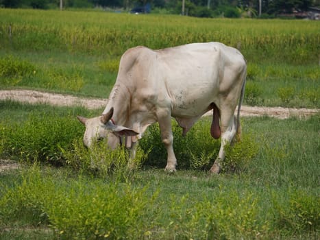 Native Thai cows in the countryside grasslands. Cows eat grass naturally.