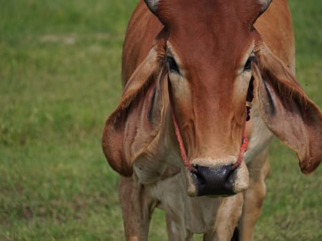 Native Thai cows in the countryside grasslands. Cows eat grass naturally.