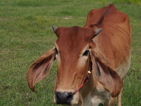 Native Thai cows in the countryside grasslands. Cows eat grass naturally.