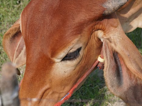 Native Thai cows in the countryside grasslands. Cows eat grass naturally.