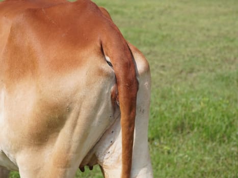 Native Thai cows in the countryside grasslands. Cows eat grass naturally.