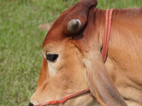 Native Thai cows in the countryside grasslands. Cows eat grass naturally.