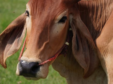 Native Thai cows in the countryside grasslands. Cows eat grass naturally.