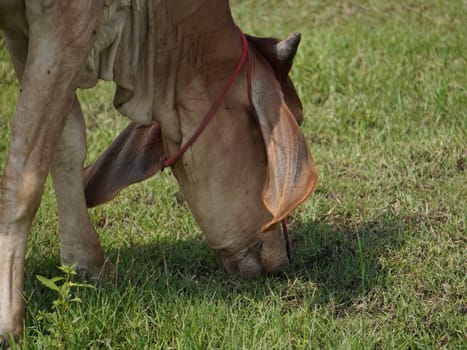 Native Thai cows in the countryside grasslands. Cows eat grass naturally.