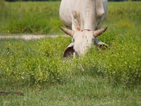Native Thai cows in the countryside grasslands. Cows eat grass naturally.