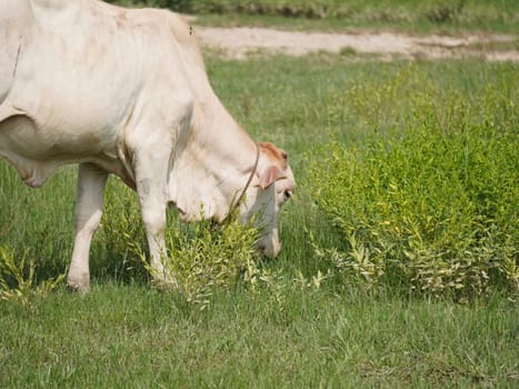 Native Thai cows in the countryside grasslands. Cows eat grass naturally.