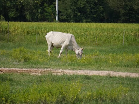 Native Thai cows in the countryside grasslands. Cows eat grass naturally.