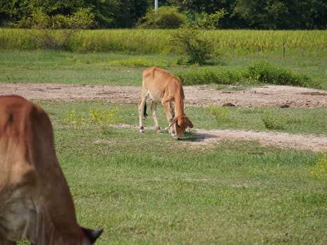 Native Thai cows in the countryside grasslands. Cows eat grass naturally.