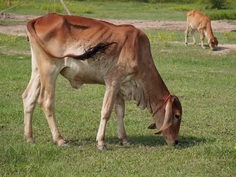 Native Thai cows in the countryside grasslands. Cows eat grass naturally.