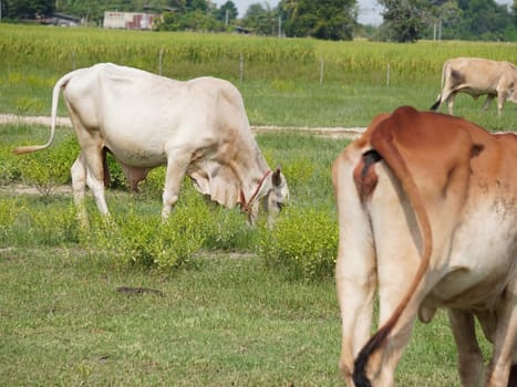 Native Thai cows in the countryside grasslands. Cows eat grass naturally.