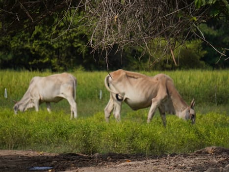 Native Thai cows in the countryside grasslands. Cows eat grass naturally.